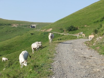 Mucche al Garezzo
