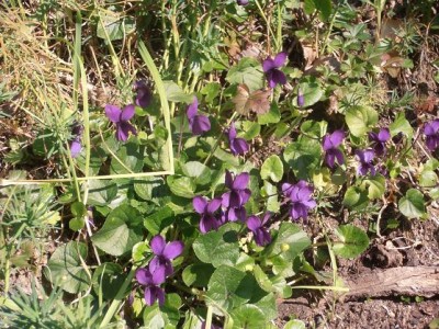 violette.jpg