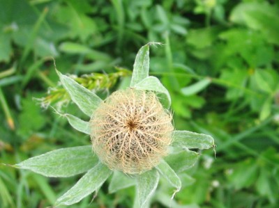 centaurea in boccio.JPG