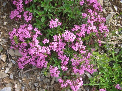 saponaria ocimoides.JPG