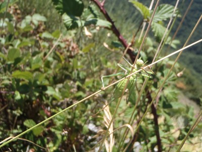 trova la cicala/cavalletta