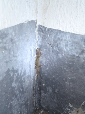 salamandra