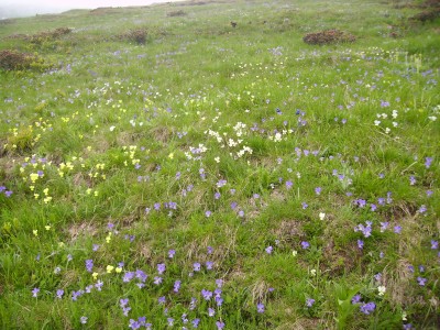 violette di vari colori