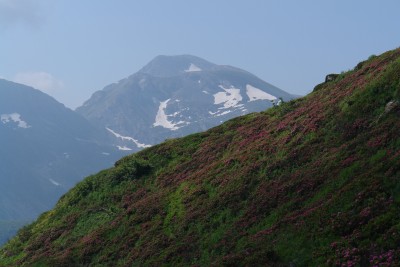 28 - Crinale con rododendri e sullo sfondo Mongioie.JPG
