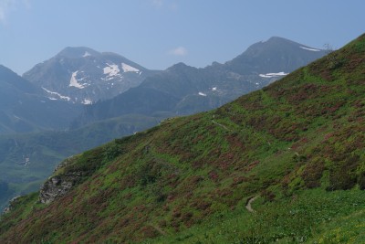 27 - Crinale con rodondendri e sullo sfondo Mongioie e Colme.JPG
