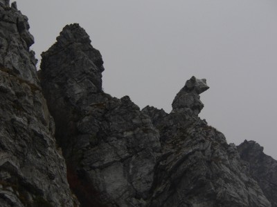 'lucertola tornando al Passo Croce primo piano.JPG