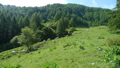 Mandria in transito.jpg