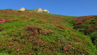 Fioriture di rododendri