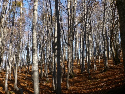 Aiona20111023-024.JPG