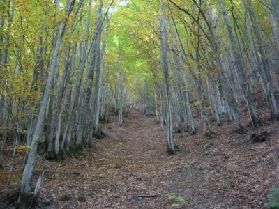IMG_4350.JPG