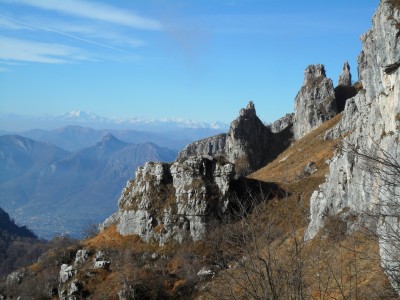 guglie col rosa sullo sfondo