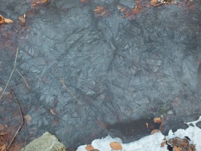 75 - Graffiti delle foglie nel ghiaccio.JPG