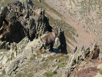 Monte Aver - cresta Nord-Ovest - stambecchi sotto la cima orientale