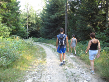 Roccer - la pineta che parte da Sant'Anna di Roccabruna